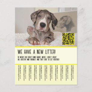 Grote Dan-reu Puppy Verkoop Flyer