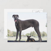 Grote dane en kleine gemengde hond briefkaart (Voorkant / Achterkant)