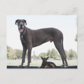Grote dane en kleine gemengde hond briefkaart (Voorkant)