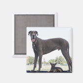 Grote dane en kleine gemengde hond magneet (Voorkant / Achterkant)