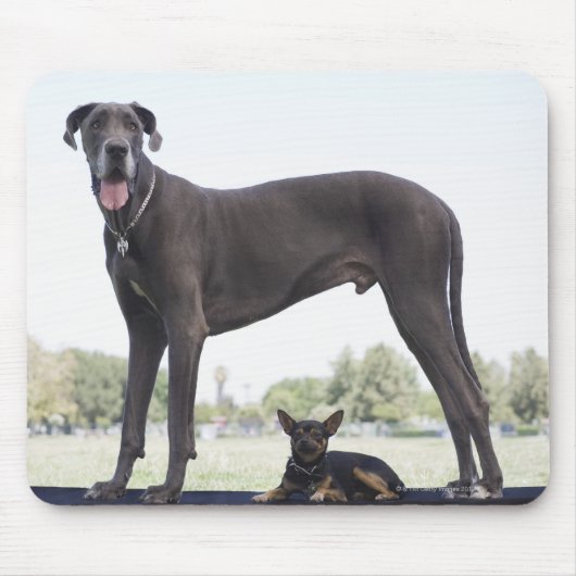Grote dane en kleine gemengde hond muismat (Voorkant)