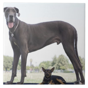 Grote dane en kleine gemengde hond tegeltje