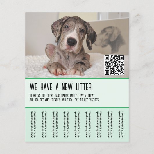 Grote Danes Puppies te Koop Flyer (Voorkant)