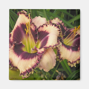 Grote Daylily Magnet
