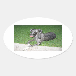 Grote Deen blauwe merle leggen Ovale Sticker