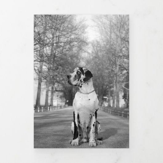 Grote Deen einde van het jaar kaarten (Cover)