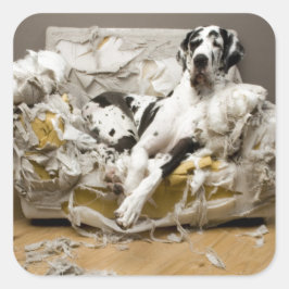 Grote Deen gekauwde Sofa Pet Sitter Hond Walker Vierkante Sticker