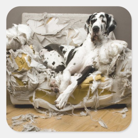 Grote Deen gekauwde Sofa Pet Sitter Hond Walker Vierkante Sticker (Voorkant)
