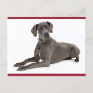 Grote Deen Puppy Dog Blank Post Kaart