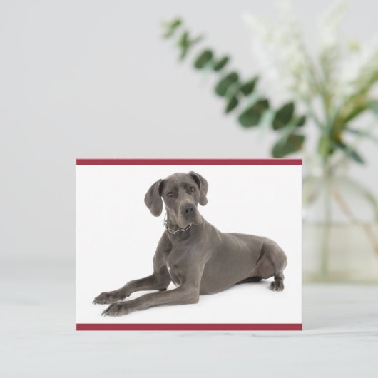 Grote Deen Puppy Dog Blank Post Kaart (Staand voorkant)