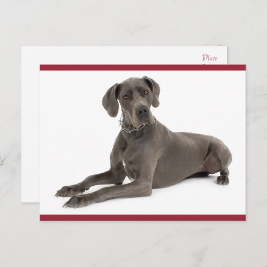 Grote Deen Puppy Dog Blank Post Kaart (Voorkant / Achterkant)