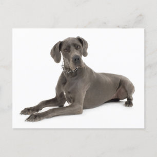 Grote Deen Puppy Dog Blank Post Kaart