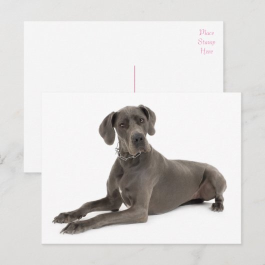 Grote Deen Puppy Dog Blank Post Kaart (Voorkant / Achterkant)