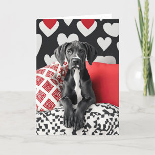 Grote Deen Puppy Valentijn Kaart