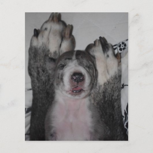 Grote Deense Puppies te koop Flyer (Achterkant)