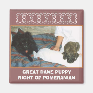 GROTE DEENSE PUPPY MAGNEET