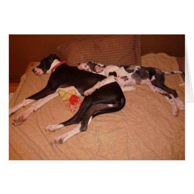 Grote Denen Lovey & Gunner 'Sweet Dreams' (Voorkant Horizontaal)