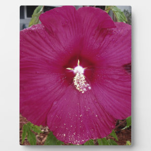 grote donkerrode hibiscus fotoplaat