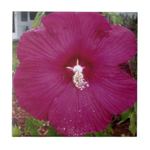 grote donkerrode hibiscus tegeltje