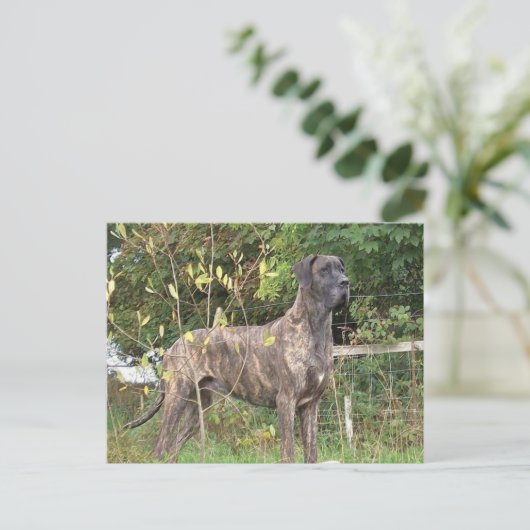 grote duitse brindle vol briefkaart (Staand voorkant)