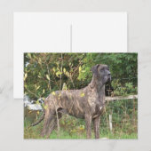 grote duitse brindle vol briefkaart (Voorkant / Achterkant)