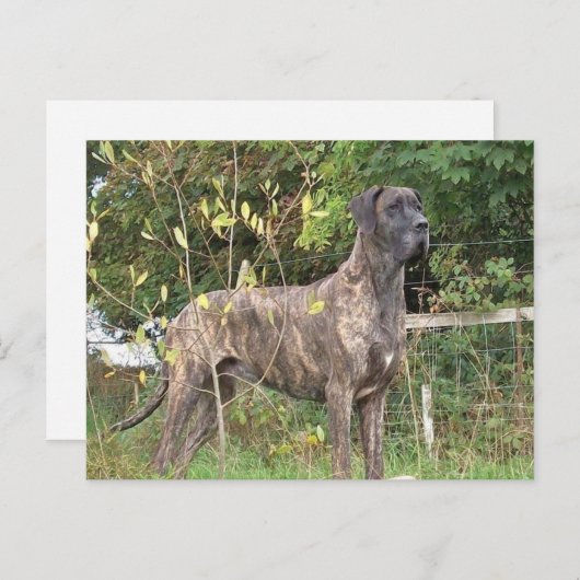 grote duitse brindle vol briefkaart (Voorkant / Achterkant)