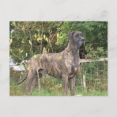 grote duitse brindle vol briefkaart (Voorkant)