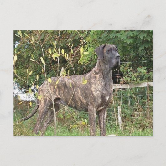 grote duitse brindle vol briefkaart (Voorkant)