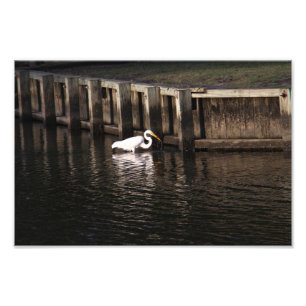 Grote Egret Grote Vangst Foto Afdruk