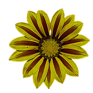 grote en vette gele bloemen met rode strepen deken