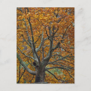 Grote esdoorn in de herfst, Bass Lake, nabij Briefkaart