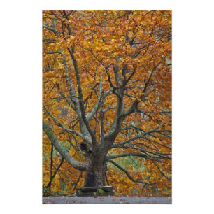 Grote esdoorn in de herfst, Bass Lake, nabij Foto Afdruk