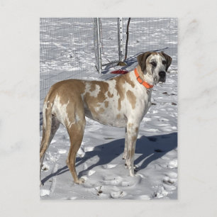 Grote Fawnequin Grote Deense hond Droevige ogen Cl Feestdagenkaart