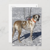 Grote Fawnequin Grote Deense hond Droevige ogen Cl Feestdagenkaart (Voorkant / Achterkant)