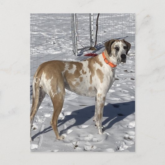 Grote Fawnequin Grote Deense hond Droevige ogen Cl Feestdagenkaart (Voorkant)