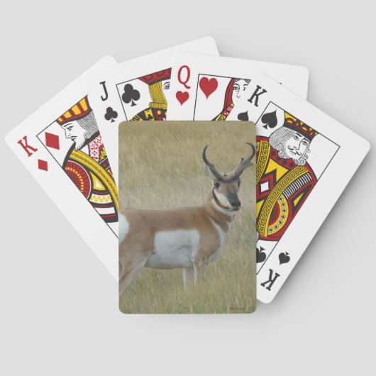 Grote Gaffelbok Ram Pokerkaarten (Achterkant)