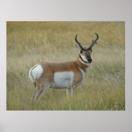 Grote Gaffelbok Ram Poster