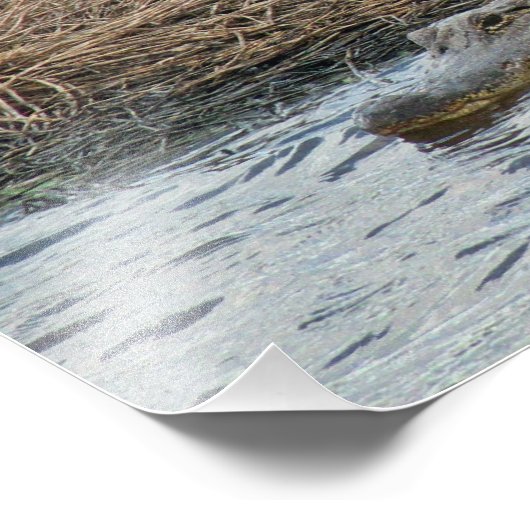 Grote Gator-fotouitbreiding Foto Afdruk (Hoek)