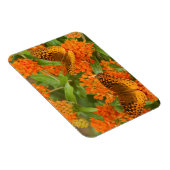 Grote gebogen vrienden op Butterfly Milkweed Magneet (Rechterzijde)