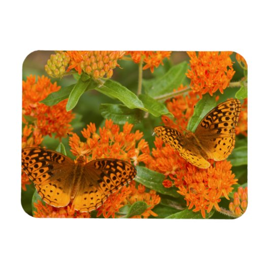 Grote gebogen vrienden op Butterfly Milkweed Magneet (Horizontaal)