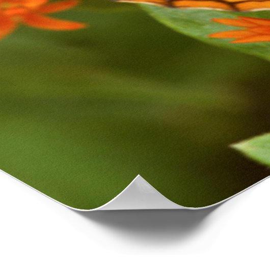 Grote gebogen vrienden op Butterfly Milkweed Poster (Hoek)