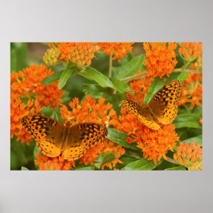 Grote gebogen vrienden op Butterfly Milkweed Poster