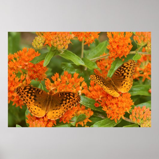 Grote gebogen vrienden op Butterfly Milkweed Poster (Voorkant)