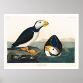 Grote gefactureerde Puffin door het Poster van Aud (Voorkant)