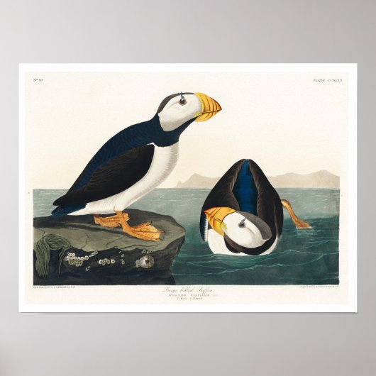 Grote gefactureerde Puffin door het Poster van Aud (Voorkant)