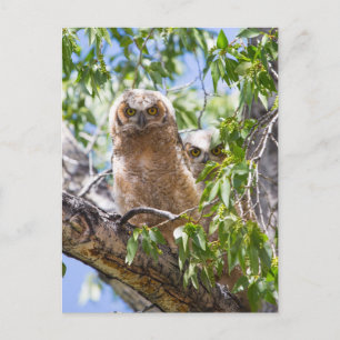 Grote Gehoornde Owlets in een Tree Photo Briefkaar Briefkaart