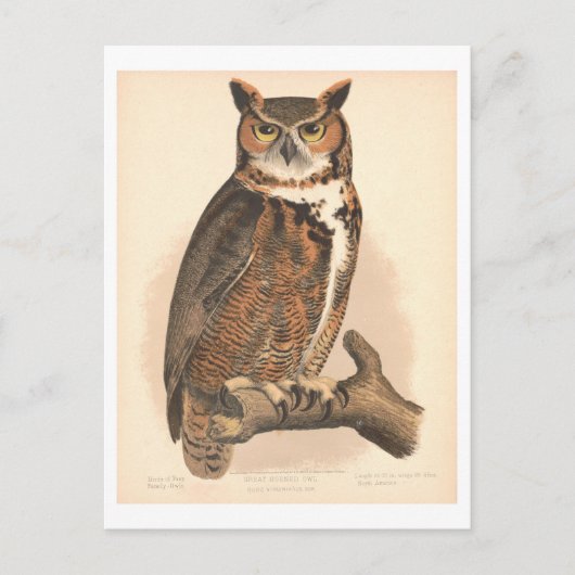 Grote Gehoornde Uil Illustratie Briefkaart (Voorkant)