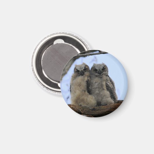 Grote Gehoornde Uil Kuikens - Magnet (Voorkant / Achterkant)