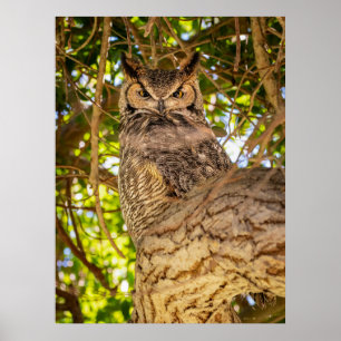 Grote gehoornde uil-wildlife-muurkunst-fotoprinter poster