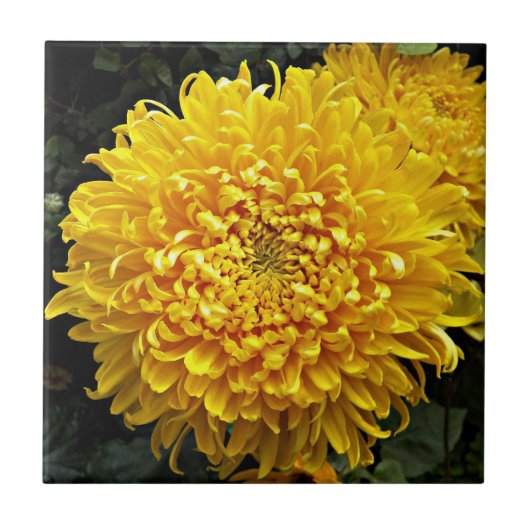 Grote Gele Chrysanthemum Floral Tegeltje (Voorkant)